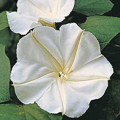 MOONFLOWER IPOMOEA ALBA night blooming fragant 10 seeds  