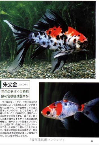 Fish Book Japanese Goldfish Ranchu Catalogue 5  