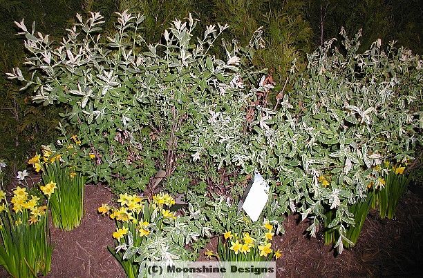 Hakuro Nishiki Dappled Willow 3 color SHRUB  