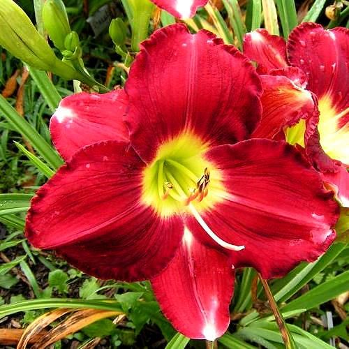 BIG APPLE DAYLILY  DF   LIVE PLANTS   PERENNIALS  