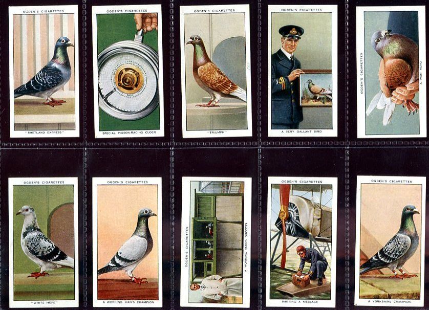 Tobacco Card Set, Ogdens, RACING PIGEON, Sport, Ring, Band, 1931 