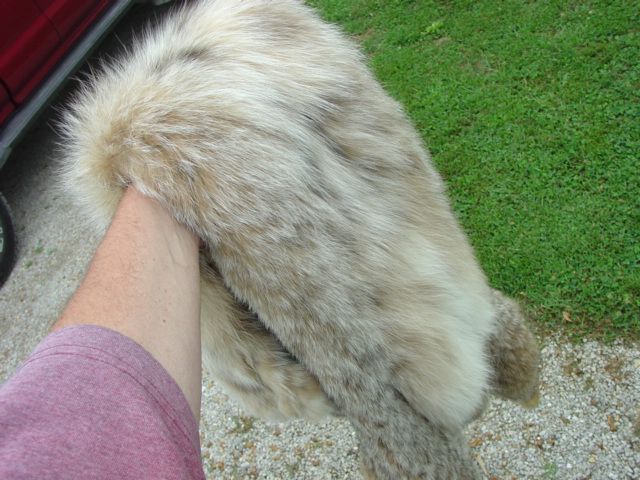 Canadian Lynx pelt huge skin tan hide winter prime fur  