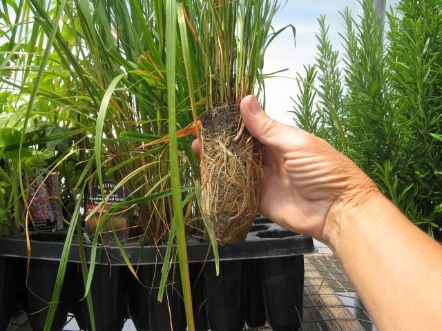 Pictured a Coreopsis plant plug