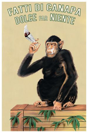 FATTI DI CANAPA AD POSTER STONED POT SMOKING MONKEY  