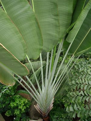   ravenala madagascariensis sonn family strelitziaceae growing plant