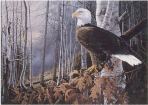 BALD EAGLE Print  by Donald blakney  