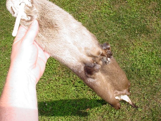 Missouri River Otter/tanned/pelt/fur/water traps/fish  