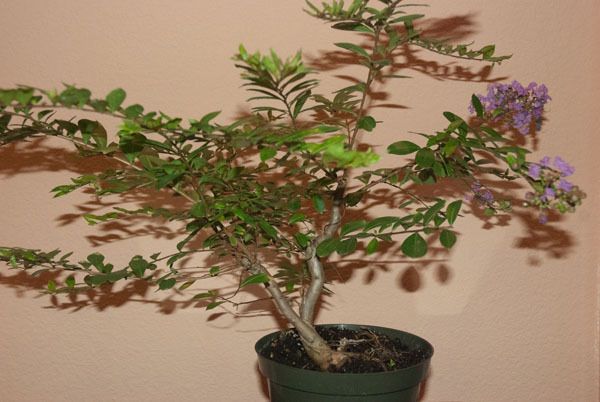 Dynamic Blooming (lavendar) Bonsai Crepe Myrtle  