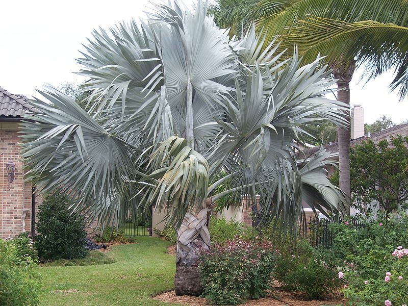 Bismarckia nobilis   Silver Bismarck Palm   5 Fresh Seeds  