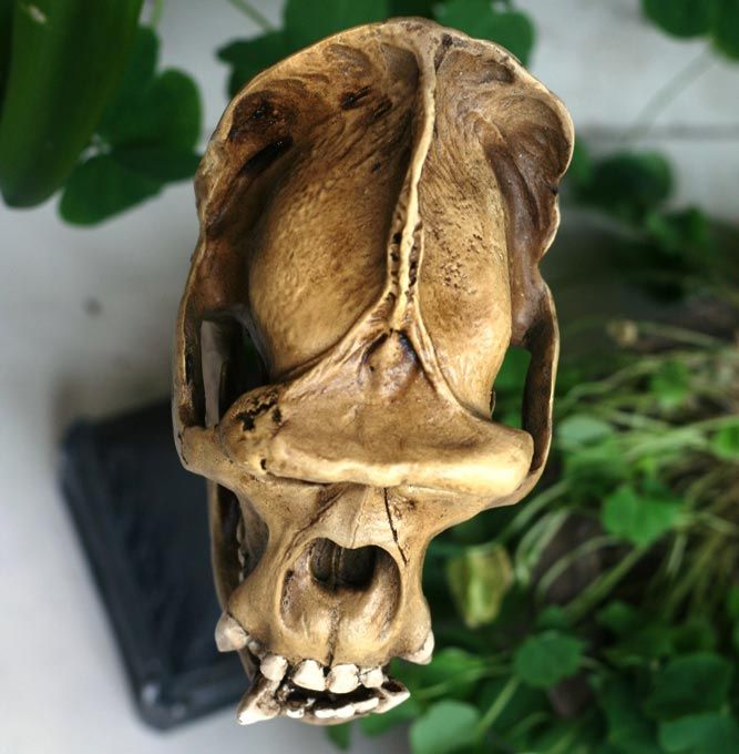 chimpanzee skull resin made Taxidermy 10x6.5x 6.5  