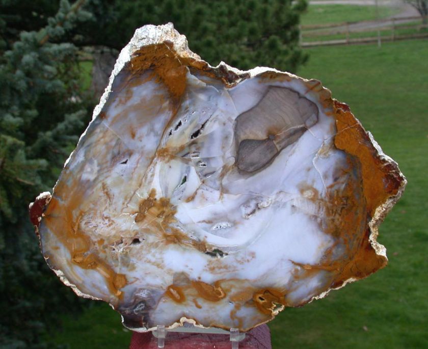 SiS Blue & Gold Grassy Mountain Petrified Wood Round  