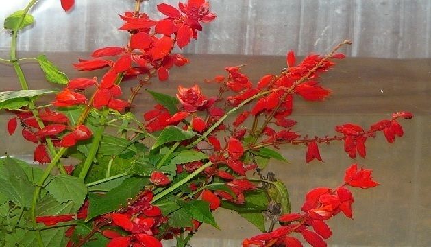 Scarlet Sage (salvia)   Hummingbird magnet  