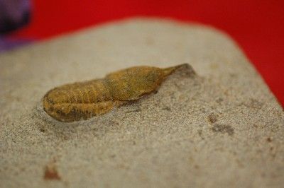 UPPER ORDOVICIAN SYMPHYSOPS SP. TRILOBITE FROM MOROCCO  