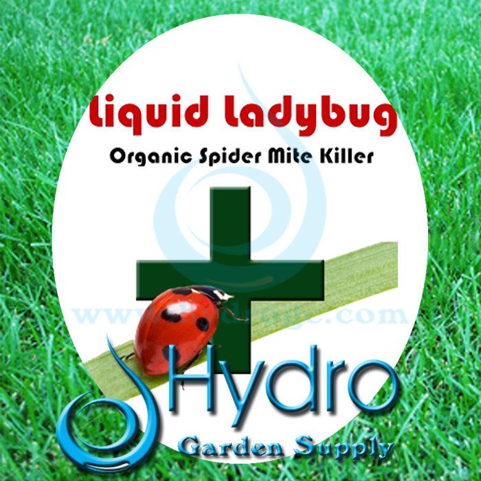 Spider Mite Killer Liquid Ladybug Makes 5 Gallons BEST  